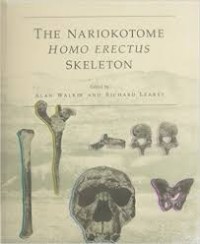 Image of Nariokotome Homo erectus skeleton